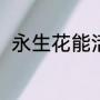 永生花能活多久（永生花什么意思）