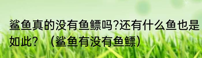 鲨鱼真的没有鱼鳔吗?还有什么鱼也是如此？（鲨鱼有没有鱼鳔）