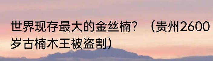 世界现存最大的金丝楠？（贵州2600岁古楠木王被盗割）
