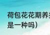 荷包花花期养护（荷包花和荷包牡丹是一种吗）