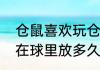 仓鼠喜欢玩仓鼠球吗（仓鼠可以一直在球里放多久）