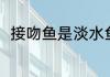 接吻鱼是淡水鱼（怎么分辨亲嘴鱼）