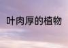 叶肉厚的植物（什么样的玉米发芽）