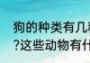狗的种类有几种（常见的动物有哪些?这些动物有什么特点）