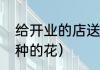 给开业的店送什么样的花（店里适合种的花）