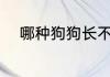 哪种狗狗长不大（长不大的狗狗）