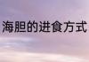 海胆的进食方式（海胆是怎么进食的）