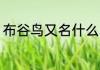 布谷鸟又名什么鸟（布谷鸟，什么鸟）