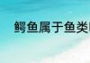鳄鱼属于鱼类吗（鳄鱼是什么鱼）