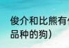 俊介和比熊有什么区别（洋介是什么品种的狗）