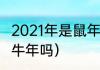 2021年是鼠年还是牛年（2021年是属牛年吗）