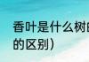 香叶是什么树的叶（大香叶和小香叶的区别）