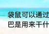 袋鼠可以通过尾巴干什么（袋鼠的尾巴是用来干什么用的）