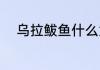 乌拉鲅鱼什么意思？（乌鸡鲅鱼）
