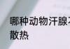 哪种动物汗腺不发达天热时需要浸水散热