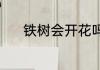 铁树会开花吗？（铁树开花吗）