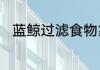 蓝鲸过滤食物靠的是鲸须还是声带