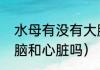 水母有没有大脑和心脏？（水母有大脑和心脏吗）