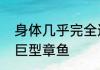 身体几乎完全透明的是玻璃章鱼还是巨型章鱼