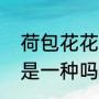 荷包花花期养护（荷包花和荷包牡丹是一种吗）