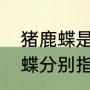 猪鹿蝶是什么意思（火影忍着中猪鹿蝶分别指哪三个）