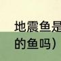 地震鱼是什麽鱼类（地震会影响海里的鱼吗）
