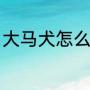 大马犬怎么训练（怎样训练马犬靠腿）
