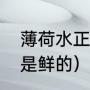 薄荷水正确做法（薄荷泡水是晒干还是鲜的）