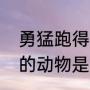 勇猛跑得快的动物（世界上跑得最快的动物是什么前3个）
