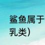 鲨鱼属于鱼类么（鲨鱼是鱼类还是哺乳类）