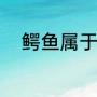 鳄鱼属于鱼类吗（鳄鱼是什么鱼）