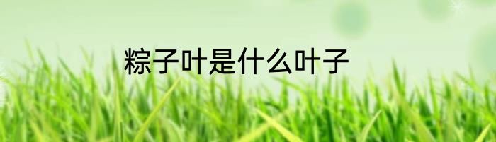 粽子叶是什么叶子