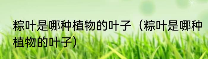 粽叶是哪种植物的叶子（粽叶是哪种植物的叶子）