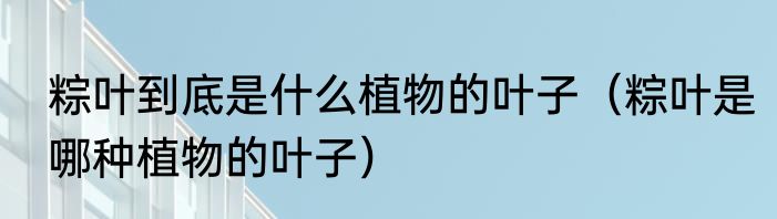 粽叶到底是什么植物的叶子（粽叶是哪种植物的叶子）