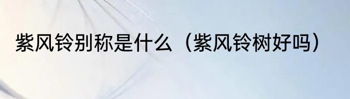 紫风铃别称是什么（紫风铃树好吗）