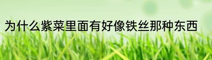 为什么紫菜里面有好像铁丝那种东西