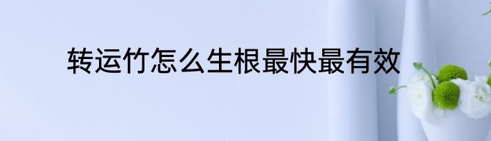转运竹怎么生根最快最有效