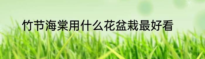 竹节海棠用什么花盆栽最好看