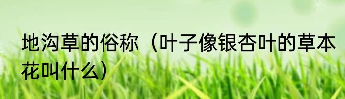 地沟草的俗称（叶子像银杏叶的草本花叫什么）