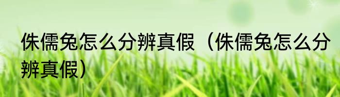 侏儒兔怎么分辨真假（侏儒兔怎么分辨真假）