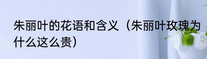 朱丽叶的花语和含义（朱丽叶玫瑰为什么这么贵）