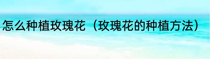 怎么种植玫瑰花（玫瑰花的种植方法）