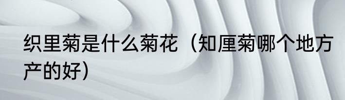 织里菊是什么菊花（知厘菊哪个地方产的好）