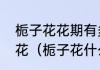 栀子花花期有多久栀子花什么时候开花（栀子花什么时候开花）