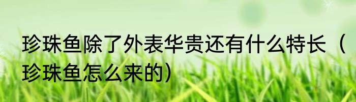 珍珠鱼除了外表华贵还有什么特长（珍珠鱼怎么来的）