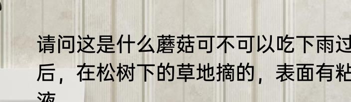请问这是什么蘑菇可不可以吃下雨过后，在松树下的草地摘的，表面有粘液