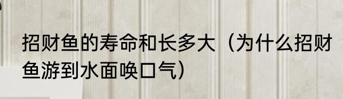 招财鱼的寿命和长多大（为什么招财鱼游到水面唤口气）
