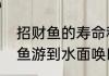 招财鱼的寿命和长多大（为什么招财鱼游到水面唤口气）