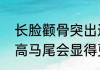 长脸颧骨突出适合什么发型（长脸扎高马尾会显得更长吗）