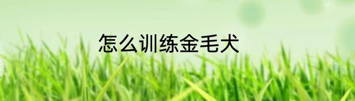 怎么训练金毛犬